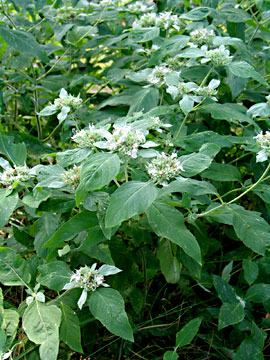 entire plants